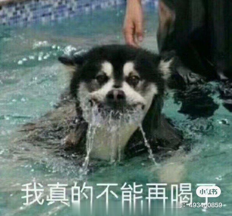 大半夜的我笑傻了说自己家狗子第一次游泳下面放了这张图救命哈哈哈哈哈哈哈哈哈哈哈哈