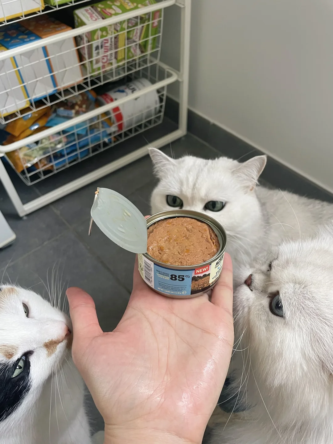 比利时🇧🇪宠物赛道创业｜我家猫今天吃啥