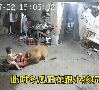 宝宝正坐在扭扭车上玩耍，大黄上来了，它把宝宝垃到门前的位置的不一会儿，电扇就从房