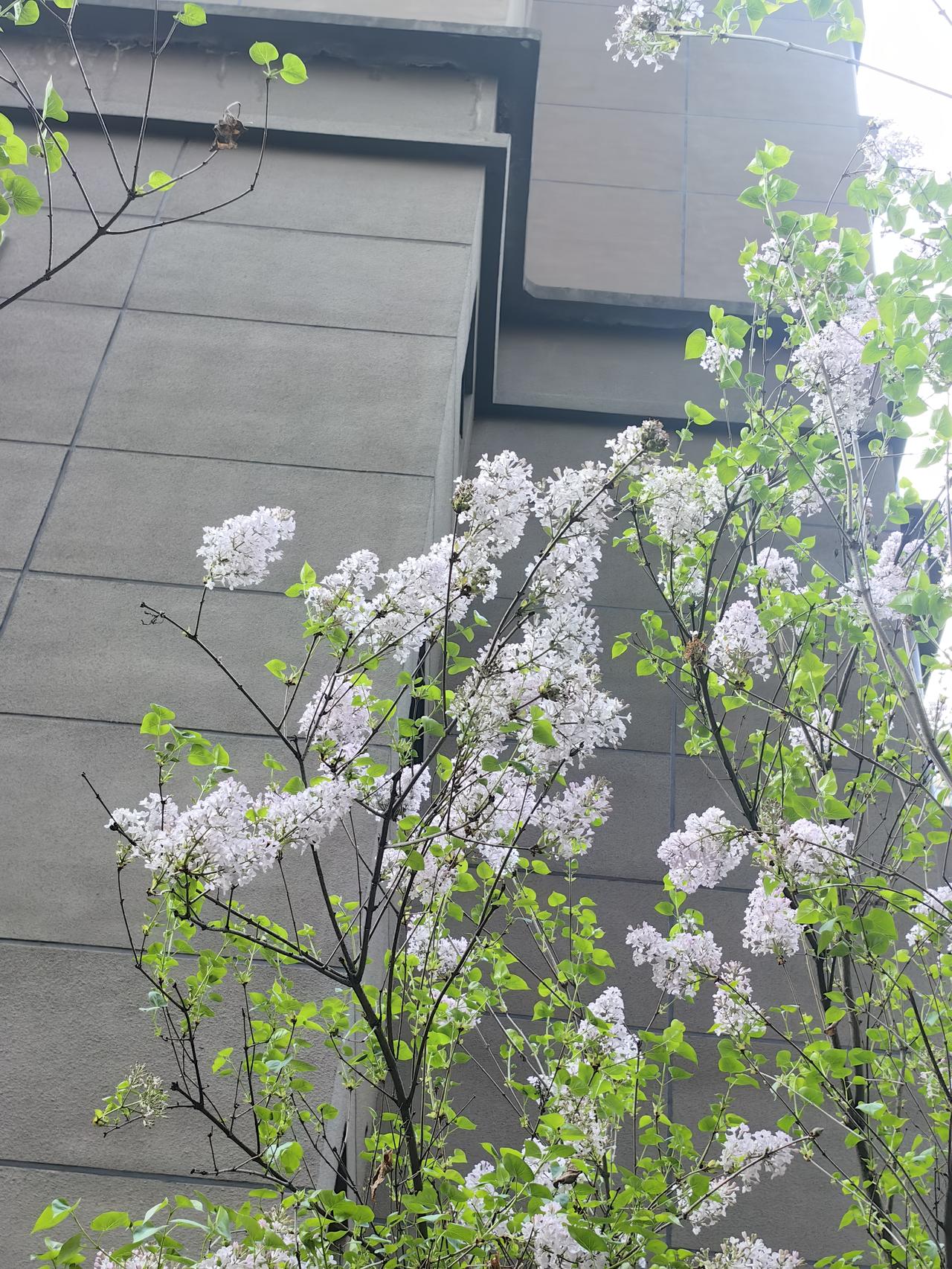 分行文字 ｜ 这个三月下午的街道
文/长安18子
这个三月下午的街道
天气虽然阴