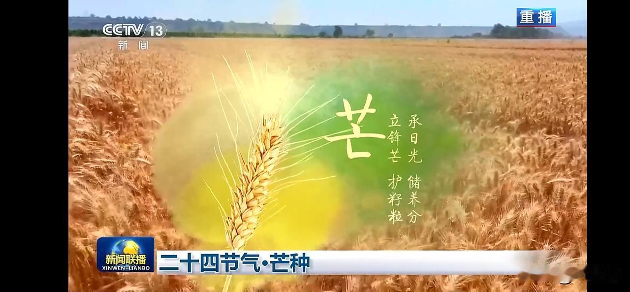 丰收季节，芒种时节，万物生长，不负好时光。