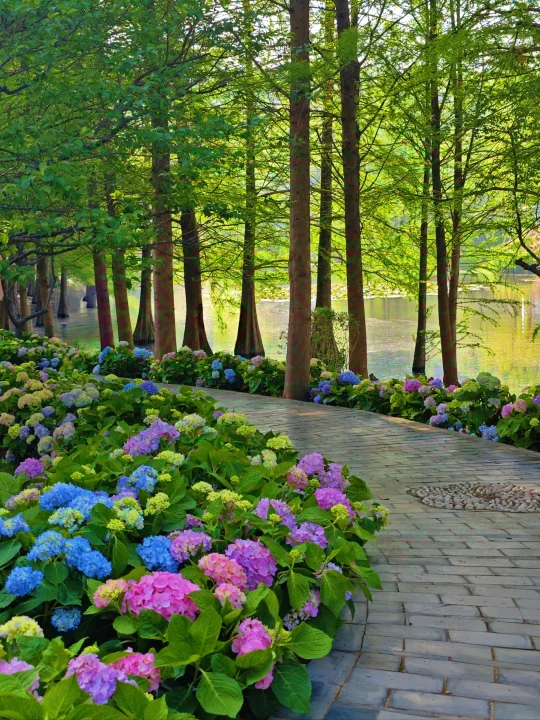 4月20日实拍‼️明孝陵绣球莫奈花园上线