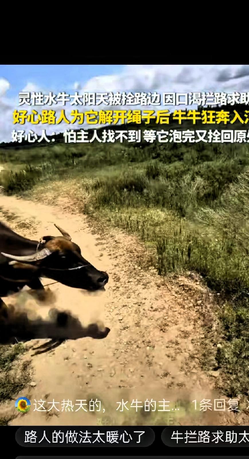 河南信阳，大太阳天，一头水牛被拴在路边，热得受不了了，渴得遭不住了，它没硬扛，居