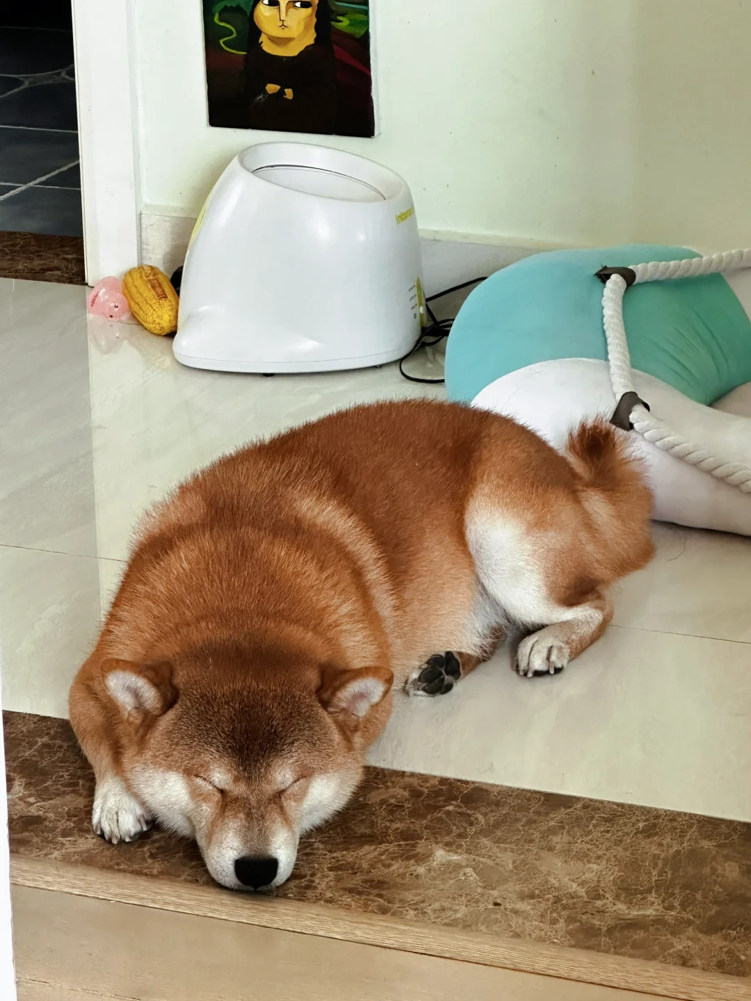 睡美狗