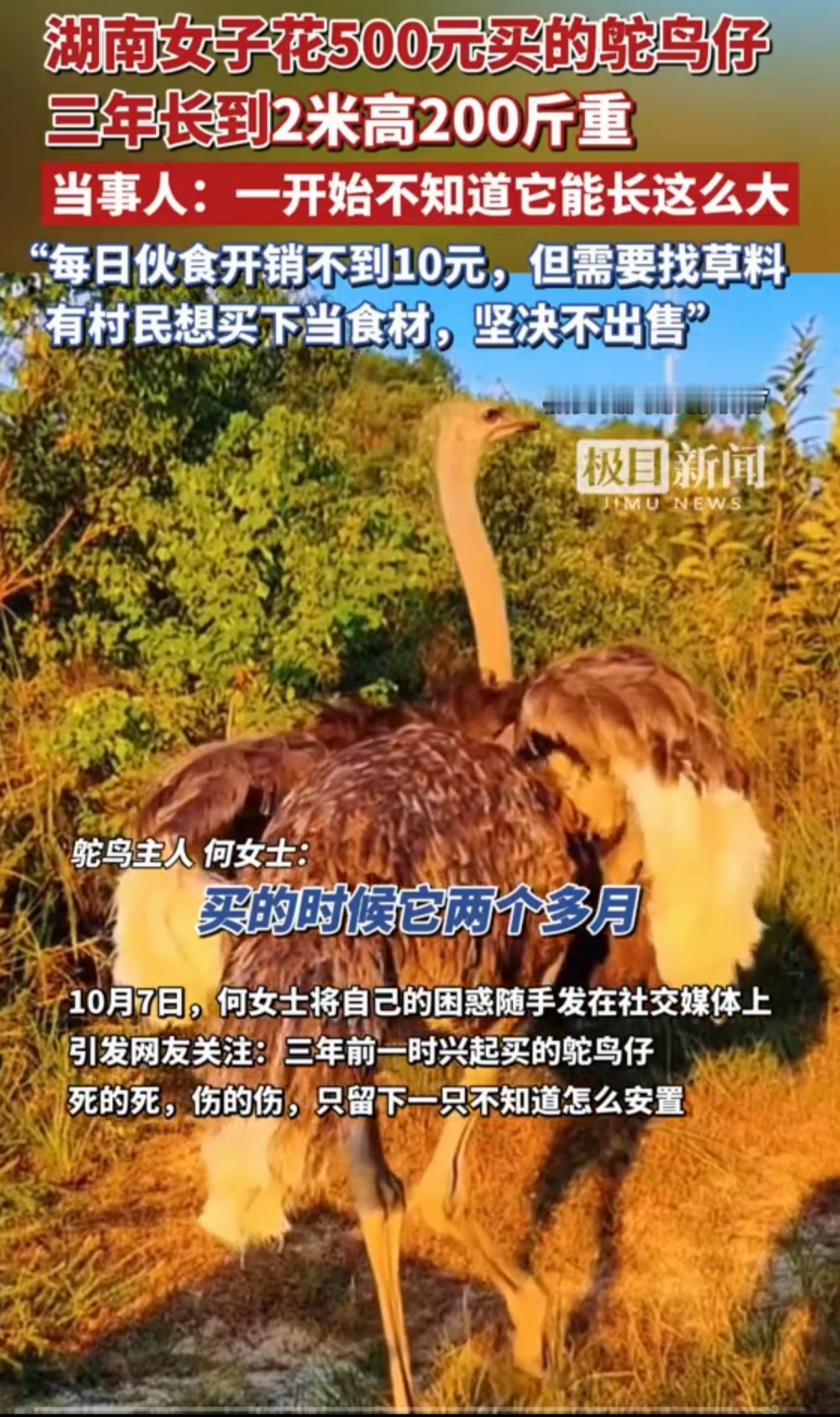 谁能想到，三年前它还只是一只500元买下，仅比公鸡大一点的幼鸵，如今却长成200