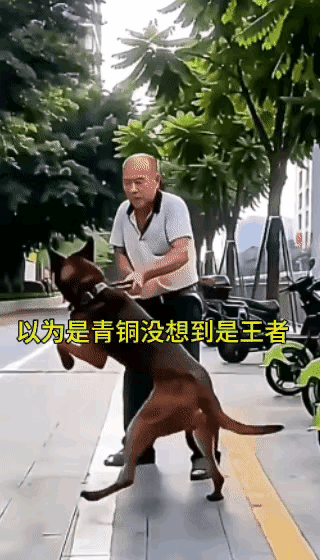 这只狗不像是一只流浪狗，应该是一只意外从家里头走出来的，或是主人在遛的过程中没有