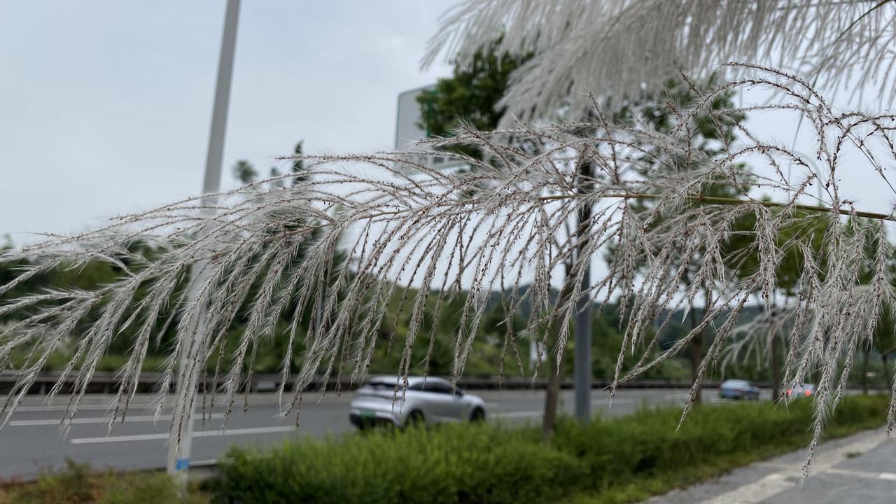 实拍泸州至纳溪二环：秋风起，芦花满山坡
 秋日开车走泸州二环路，往纳溪方向去。很
