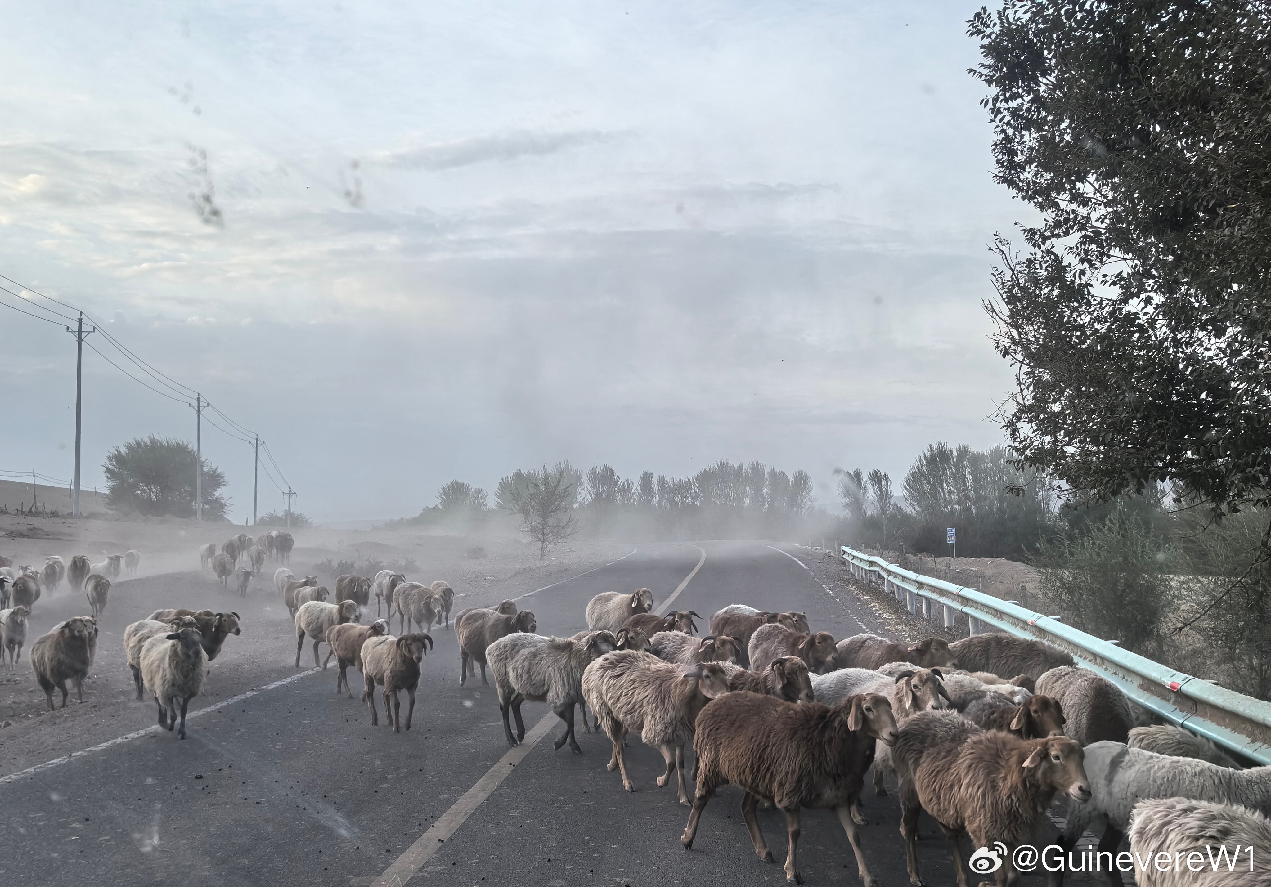 真实的牛马→路权之王，虚假的牛马只能坐在车上等  ​​​
