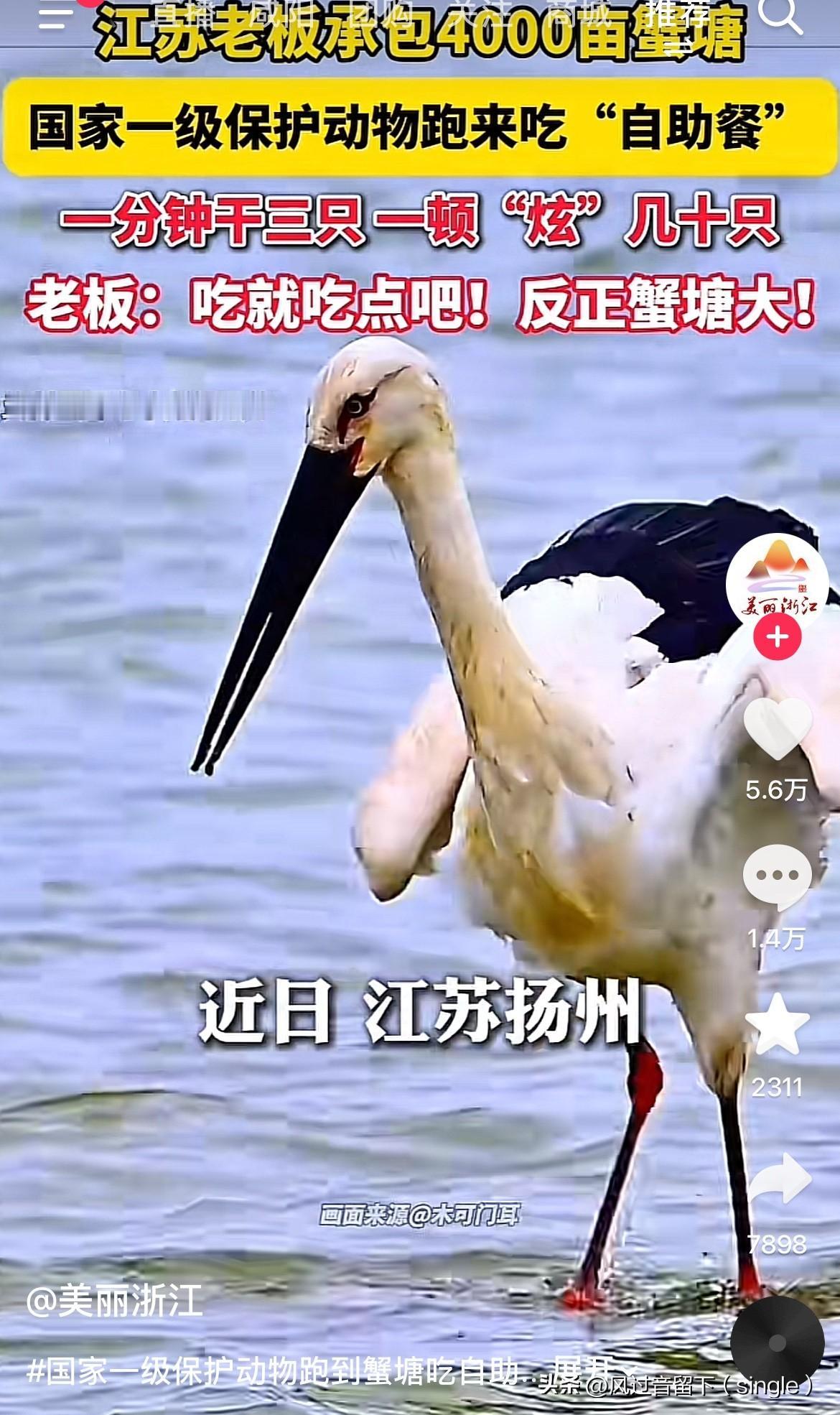 国家一级保护动物的免费自助餐厅谁敢碰？
近日，江苏扬州一老板承包了4000亩蟹塘