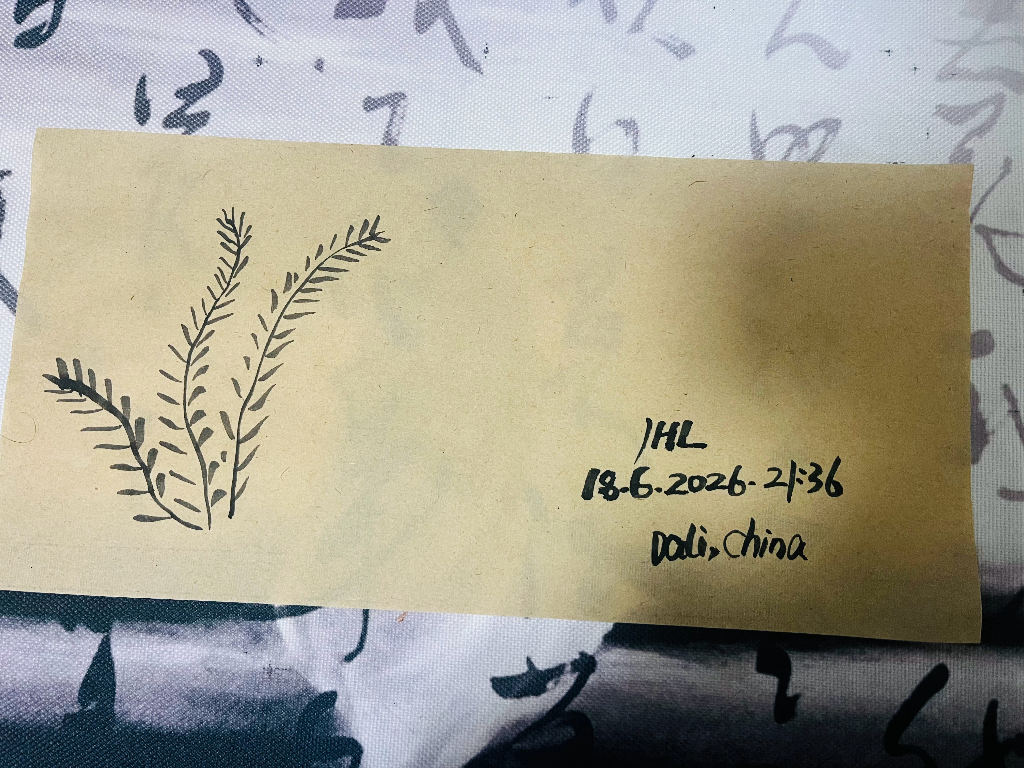 木梳草，这种植物特别奇怪。平时根本不会想起，但突然看见它，整个童年突然回来。牛，