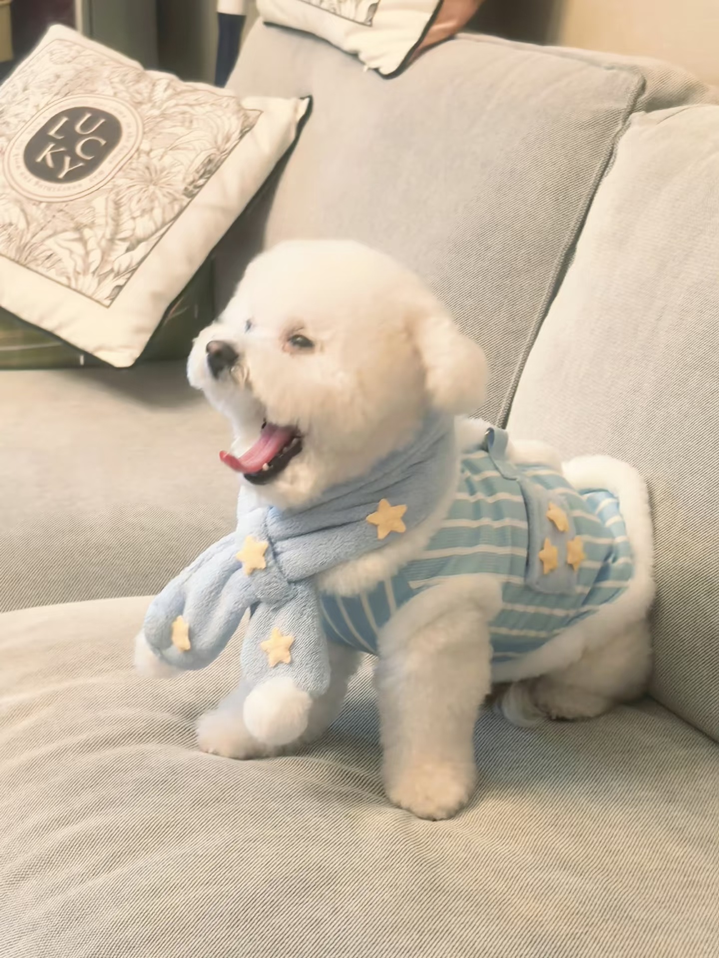 JennyWang[超话]包子大哥是我的孕期小护卫🐶🐶🐶  ​​​