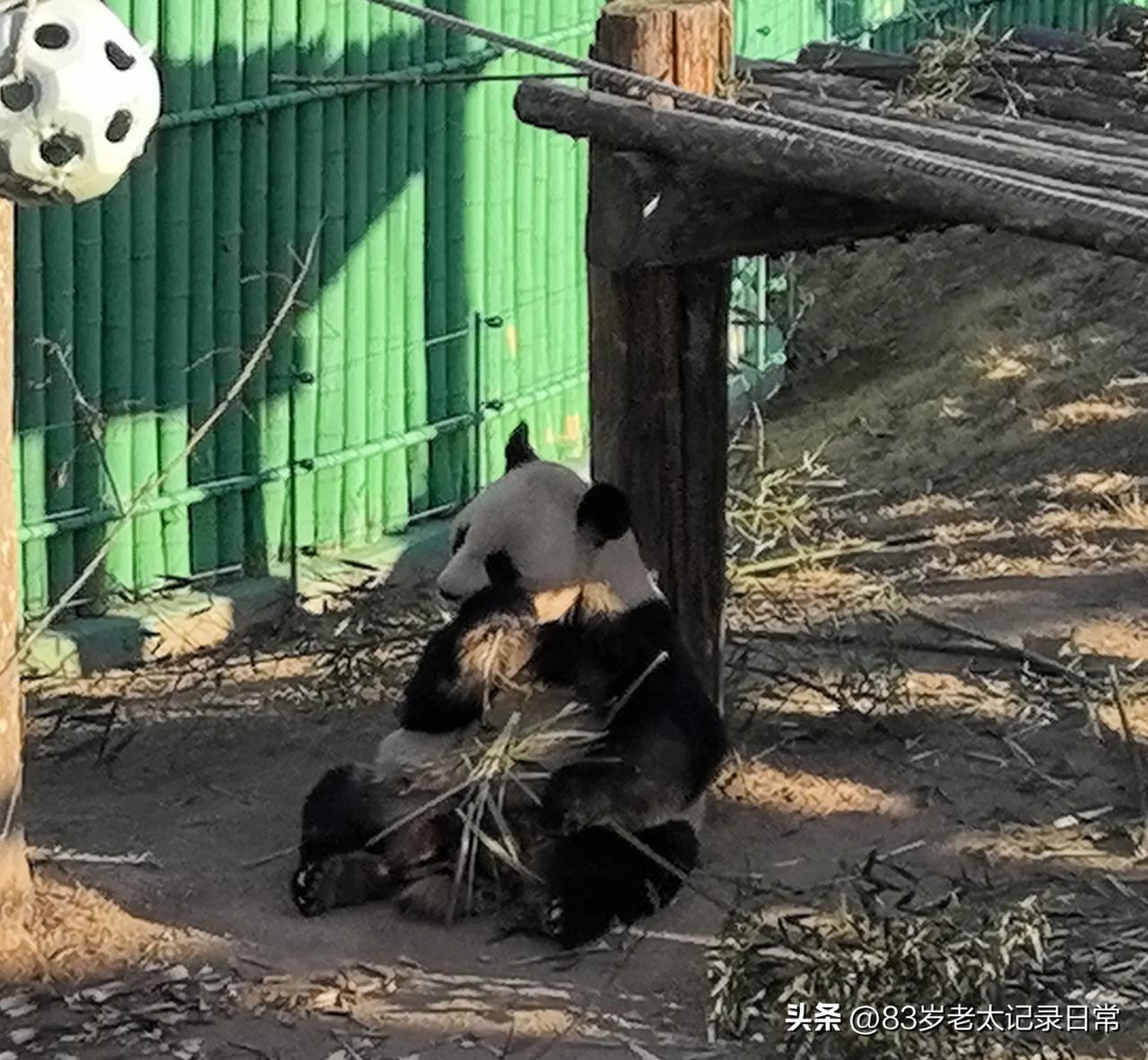 有憨态可掬的大熊猫，有向游客索要食物的黑熊，有温顺善良的驼羊，有优雅高贵的白鹤，