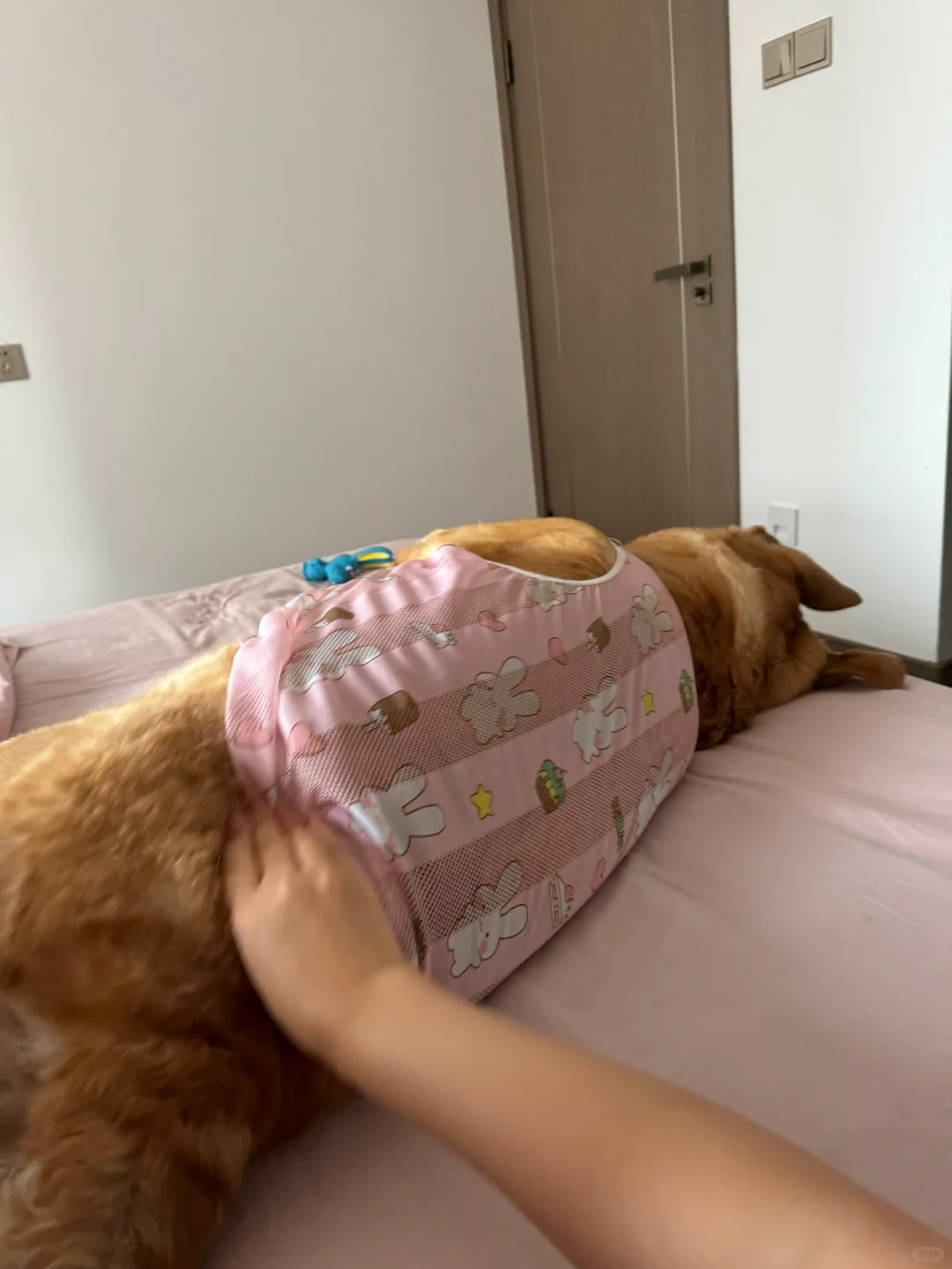 是谁家小狗需要按摩才能起床？？？