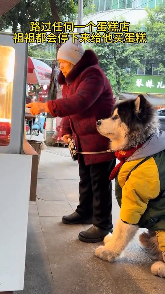 路过任何一个蛋糕店，祖祖都会停下来给他买蛋糕。
你要吃这个蛋糕吗？是不是想吃这个