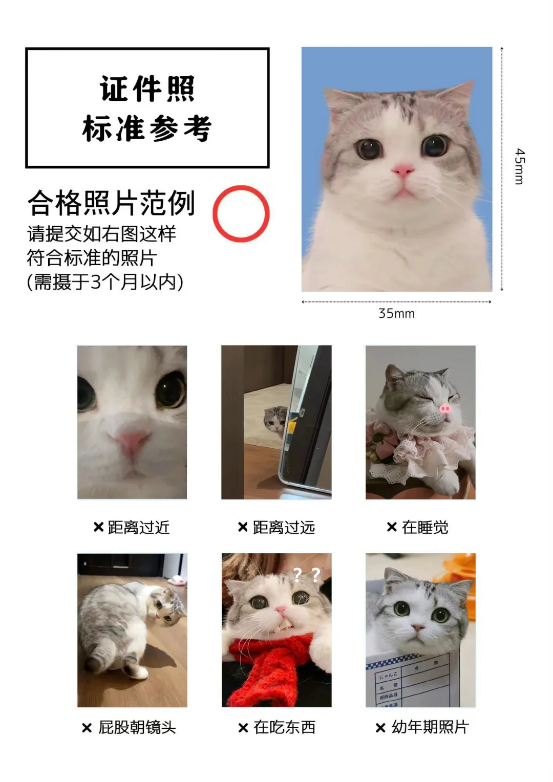 猫猫证件照参考标准！