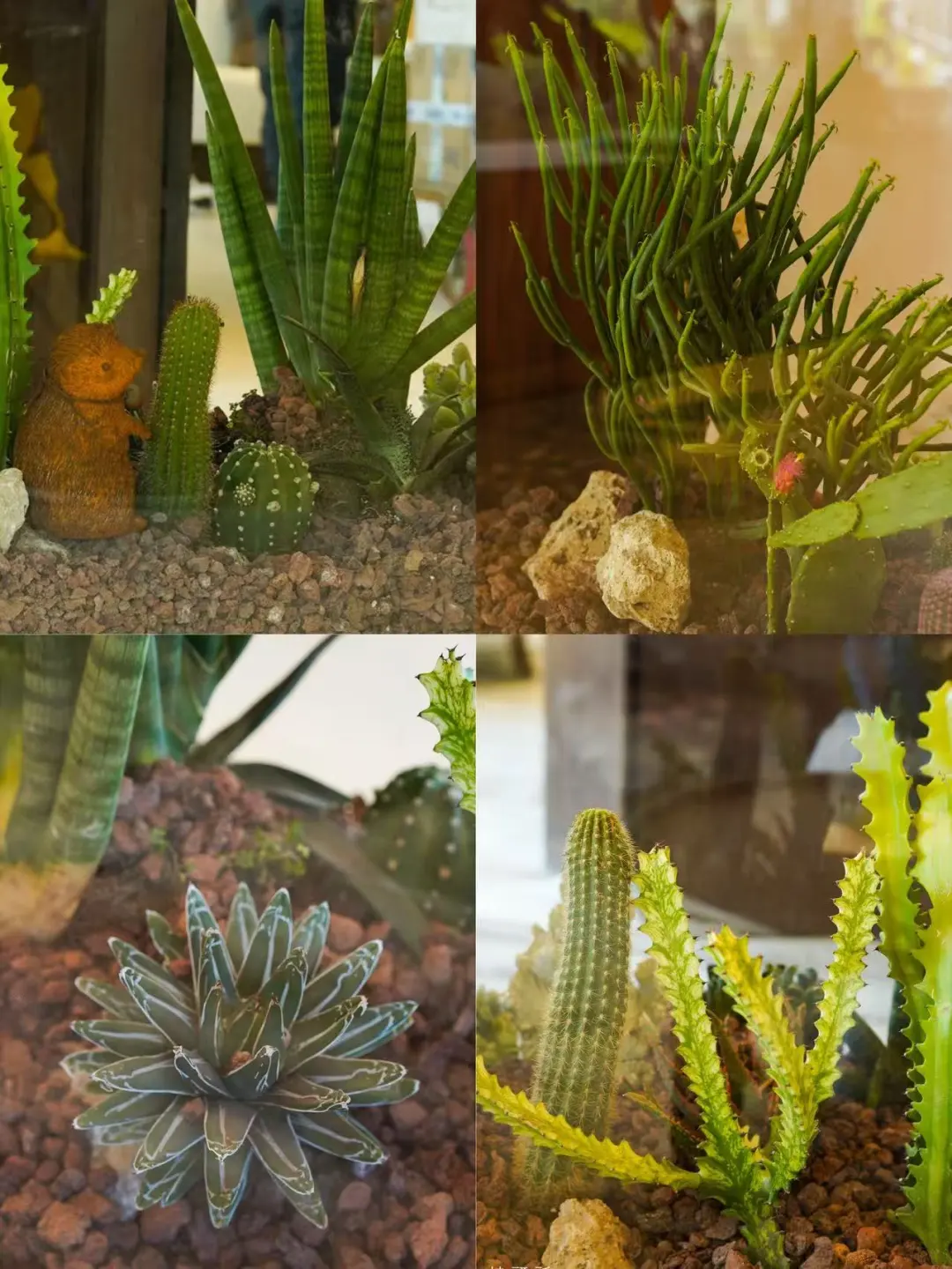 沙生植物柜里有什么🌵有趣的植物