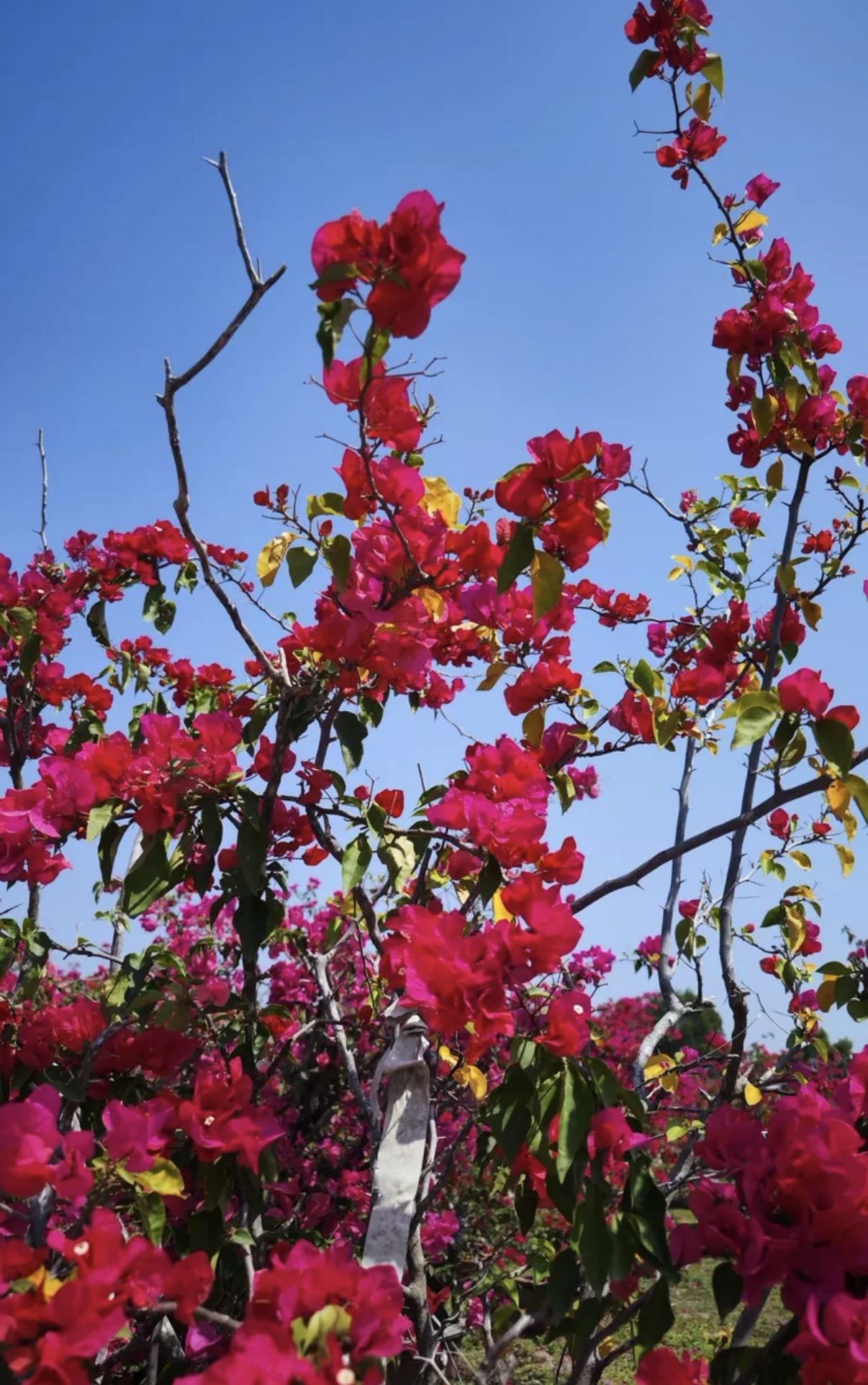 健康是指人的内心和外在的身体都没有毛病。
一个人内心强大。适应社会和自然。身体各