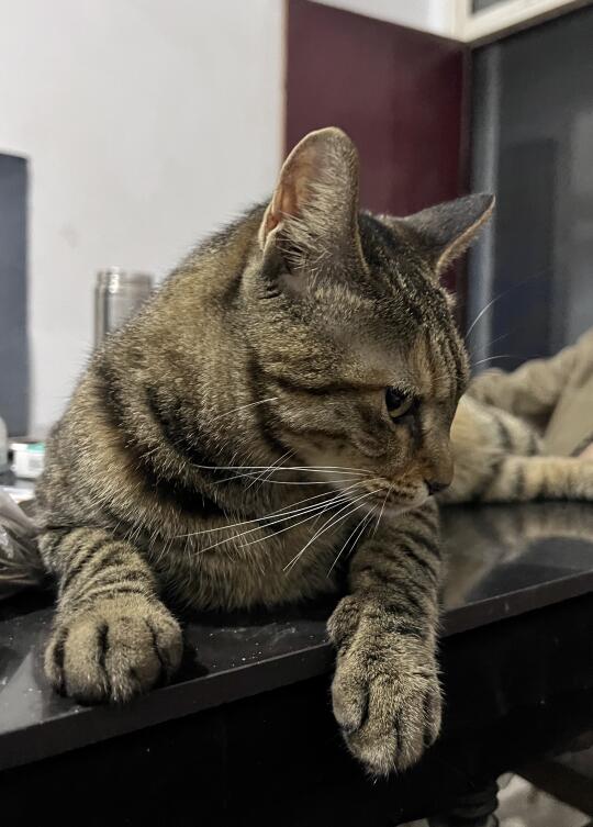 谁说小猫没有表情的