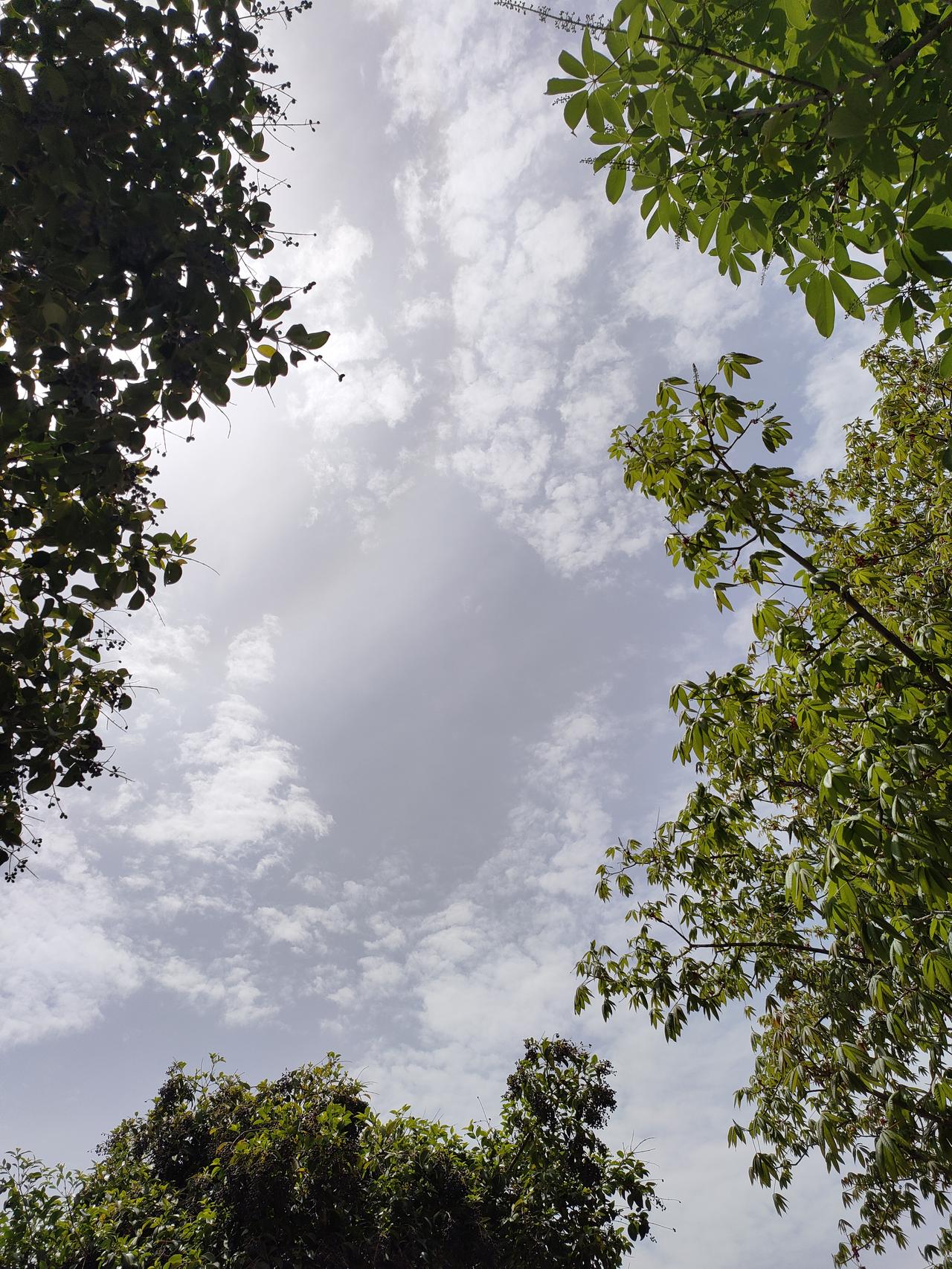 春日的天空，是大自然最温柔的笔触。云影在天际缓缓游走，枝叶在风里轻摇私语。阳光穿