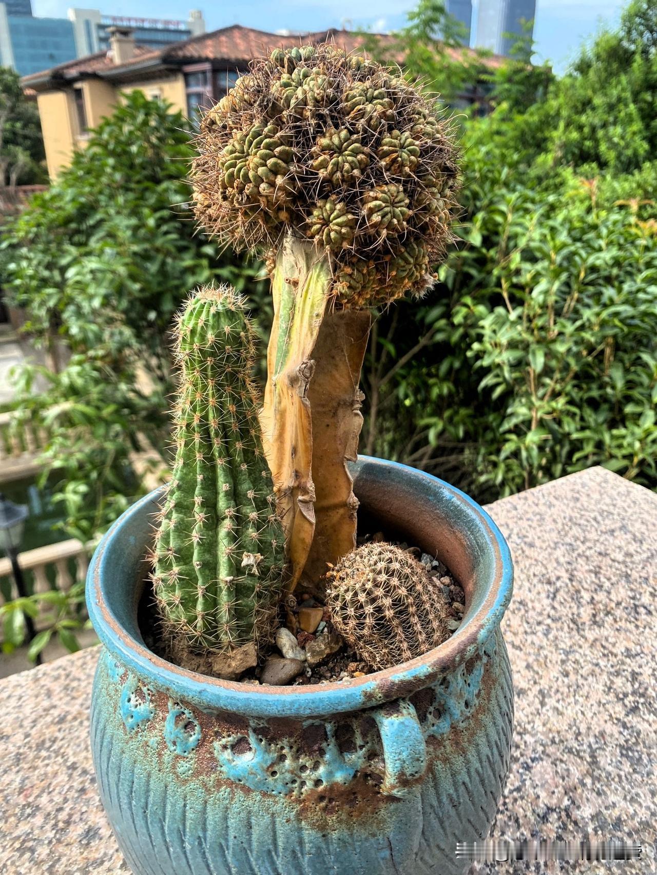 三年前，看到主播手机里的绝美花图，想要花开满头的美丽，结果被打脸了，买回家的是无