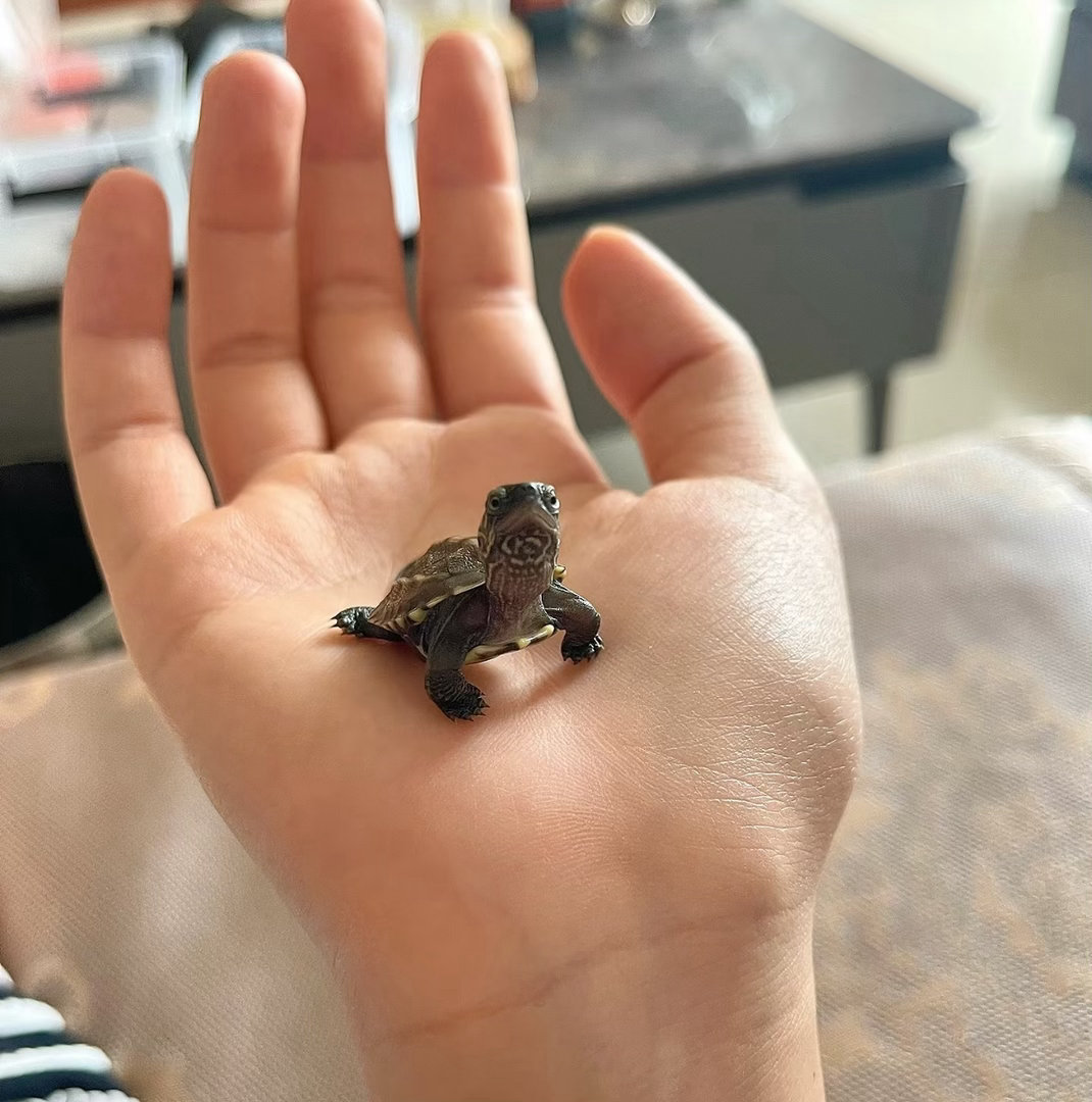 我和外园彩羽爱情的结晶 