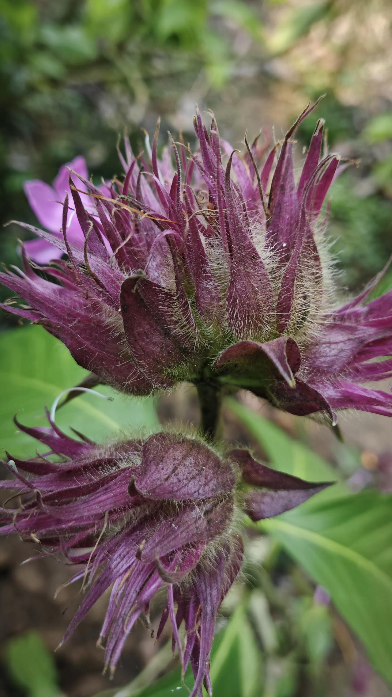 春日生活打卡季山野间的紫绒花，带着毛茸茸的温柔，在风里悄悄绽放，把春日的浪漫都藏