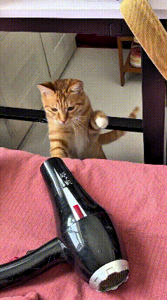 美女吹完头发，随手把吹风机搁床上了。小橘猫从没见过这物件，以为是啥稀奇大家伙，伸