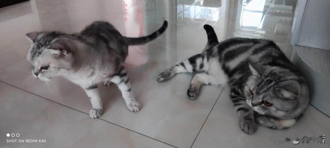 美短猫母子相依
妈妈叫路虎，儿子叫大宝
