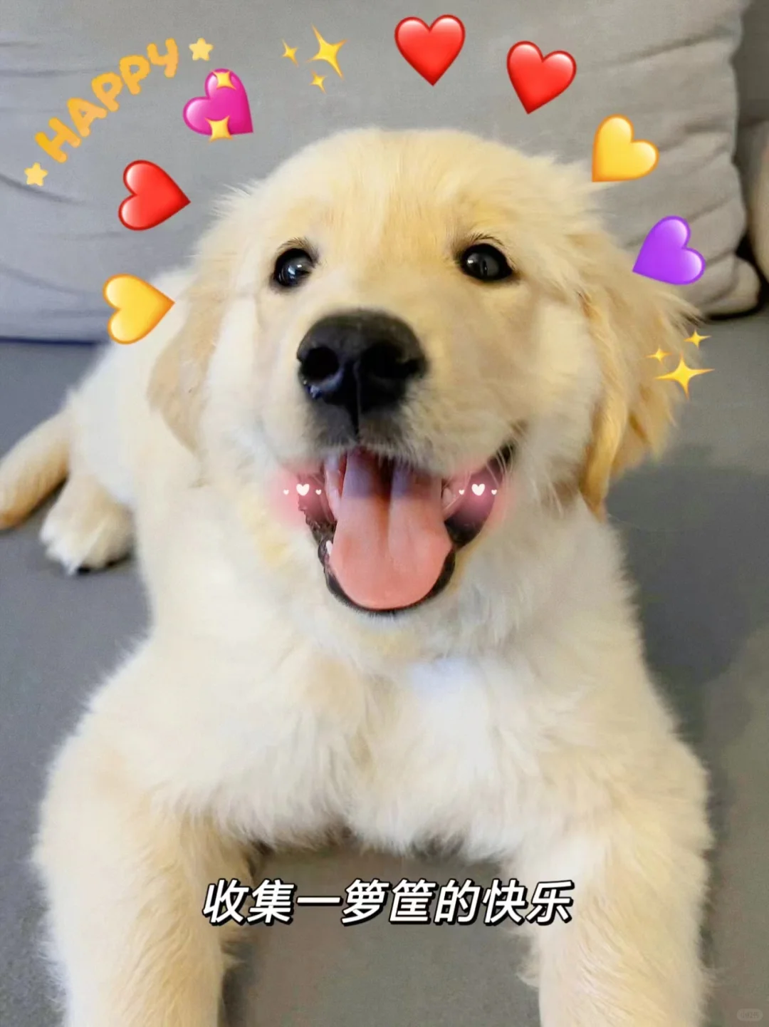 终于踏足麦富迪超级工厂，一探究竟了！🎉