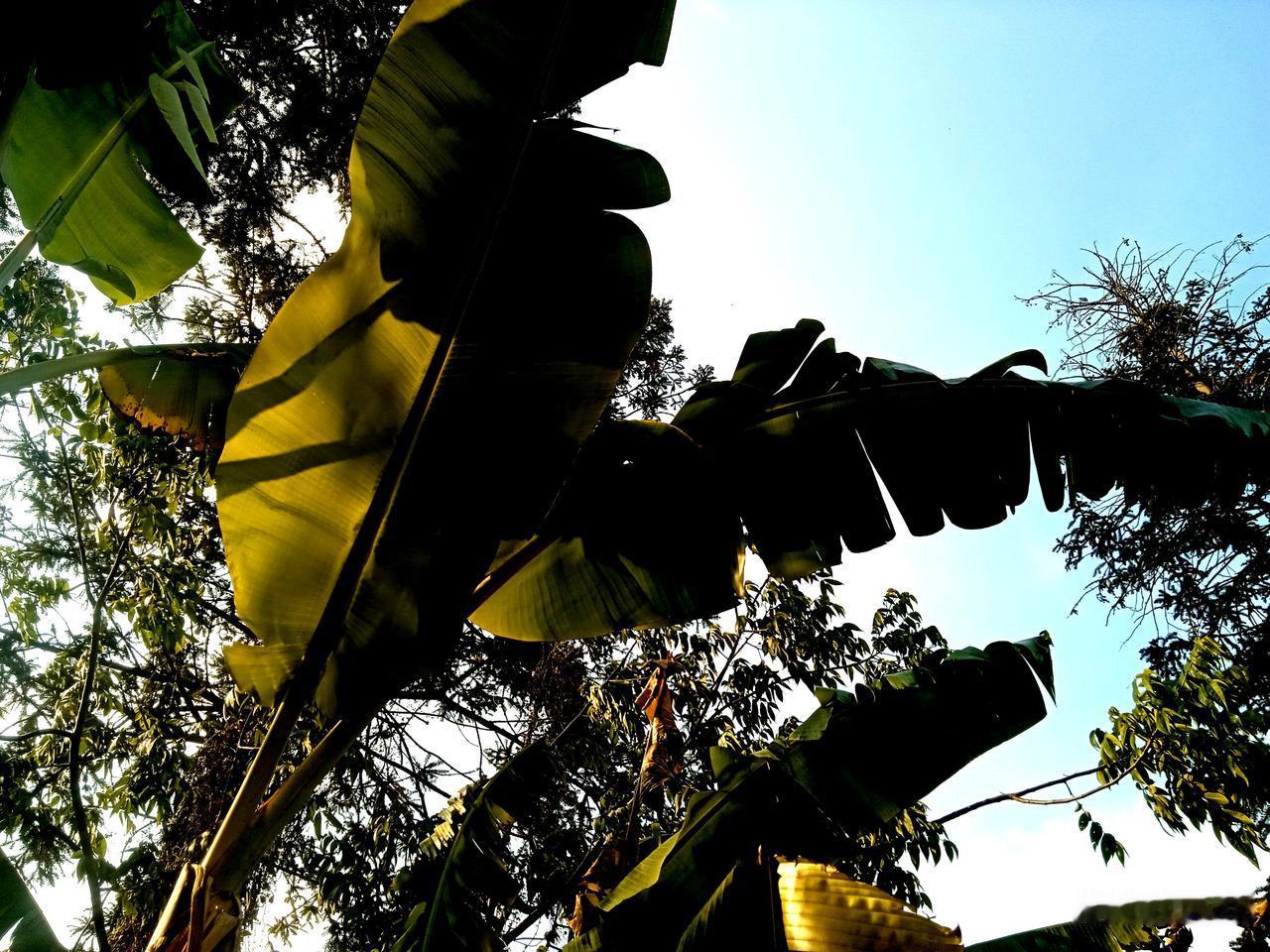 云南怪事多，下冰雹半个鸡蛋大，眼镜蛇家里跑，大象离家出走。最近，云南天气恶作剧，