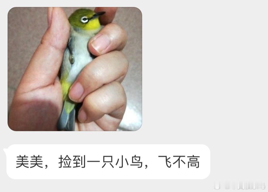 抹茶色的【暗绿绣眼鸟】可能撞到了。让它在纸盒里休息会，等恢复精神白天就可以找个树