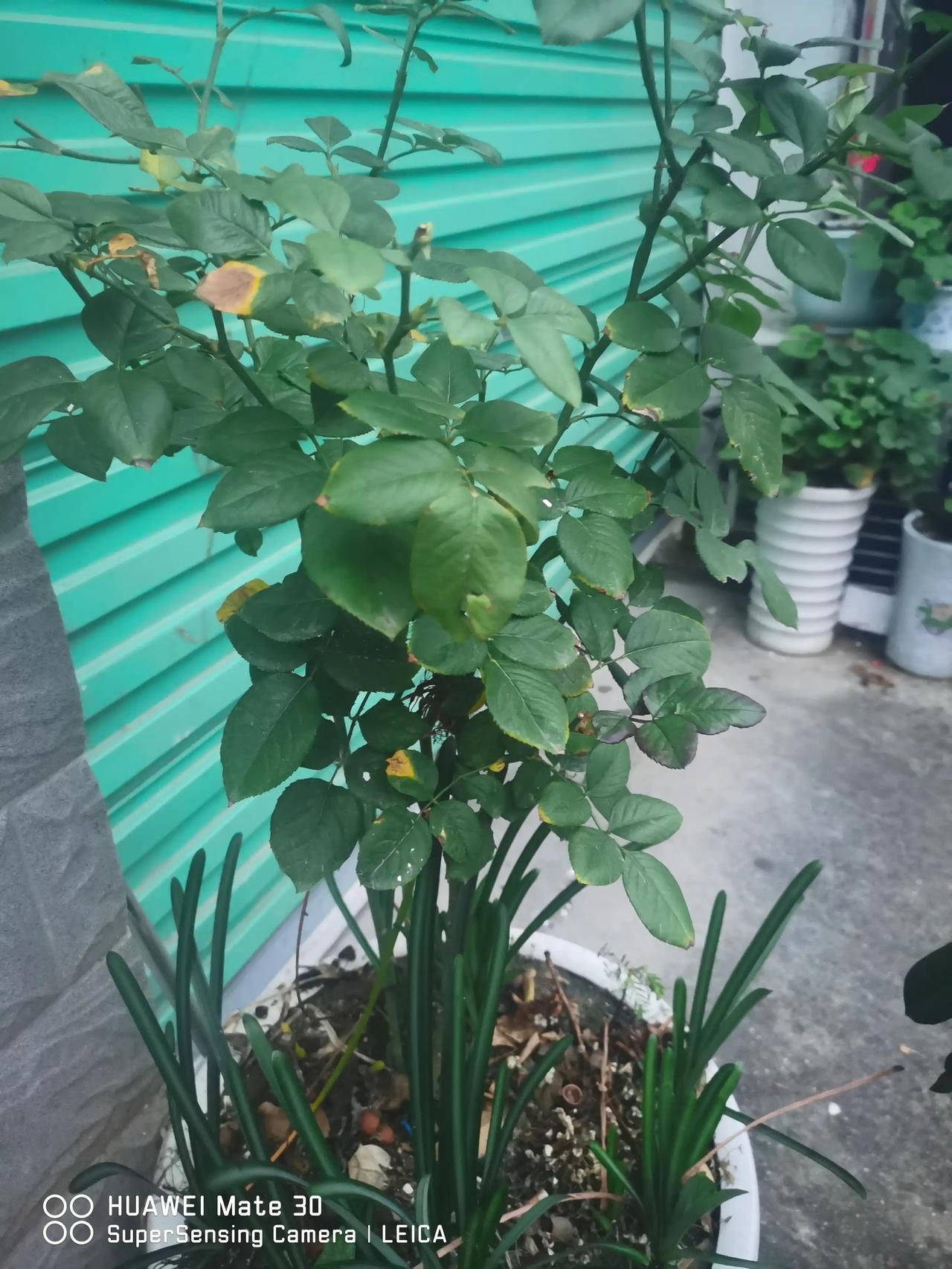 #怎样吃才是健康# #吃岀健康来# 
       呵护心脑血管，建议这样吃
鱼