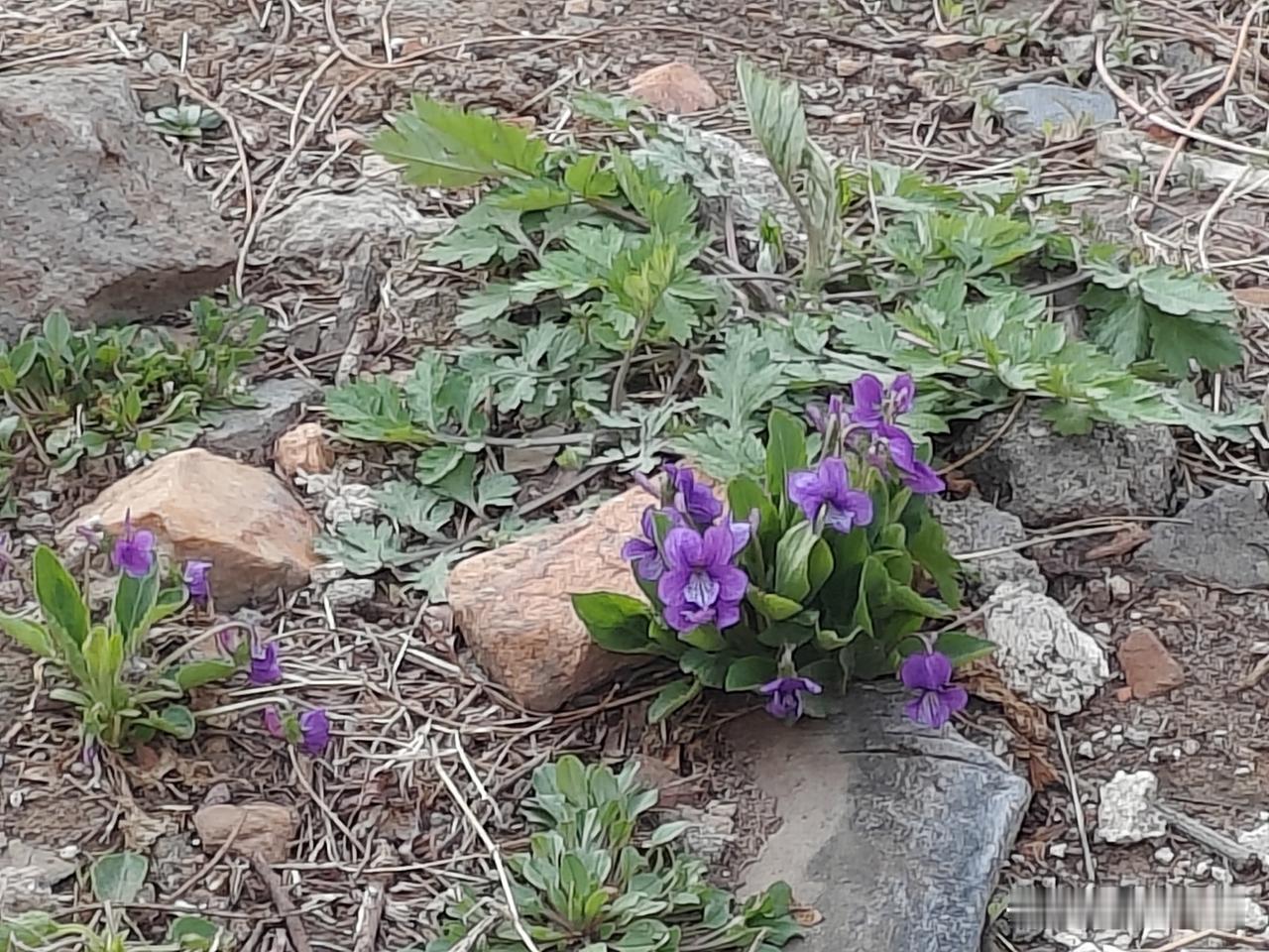 眉心一点红
 
周末在家忽然有些心慌，跟着养生方法敲胸口、揪眉心，没一会儿眉心就