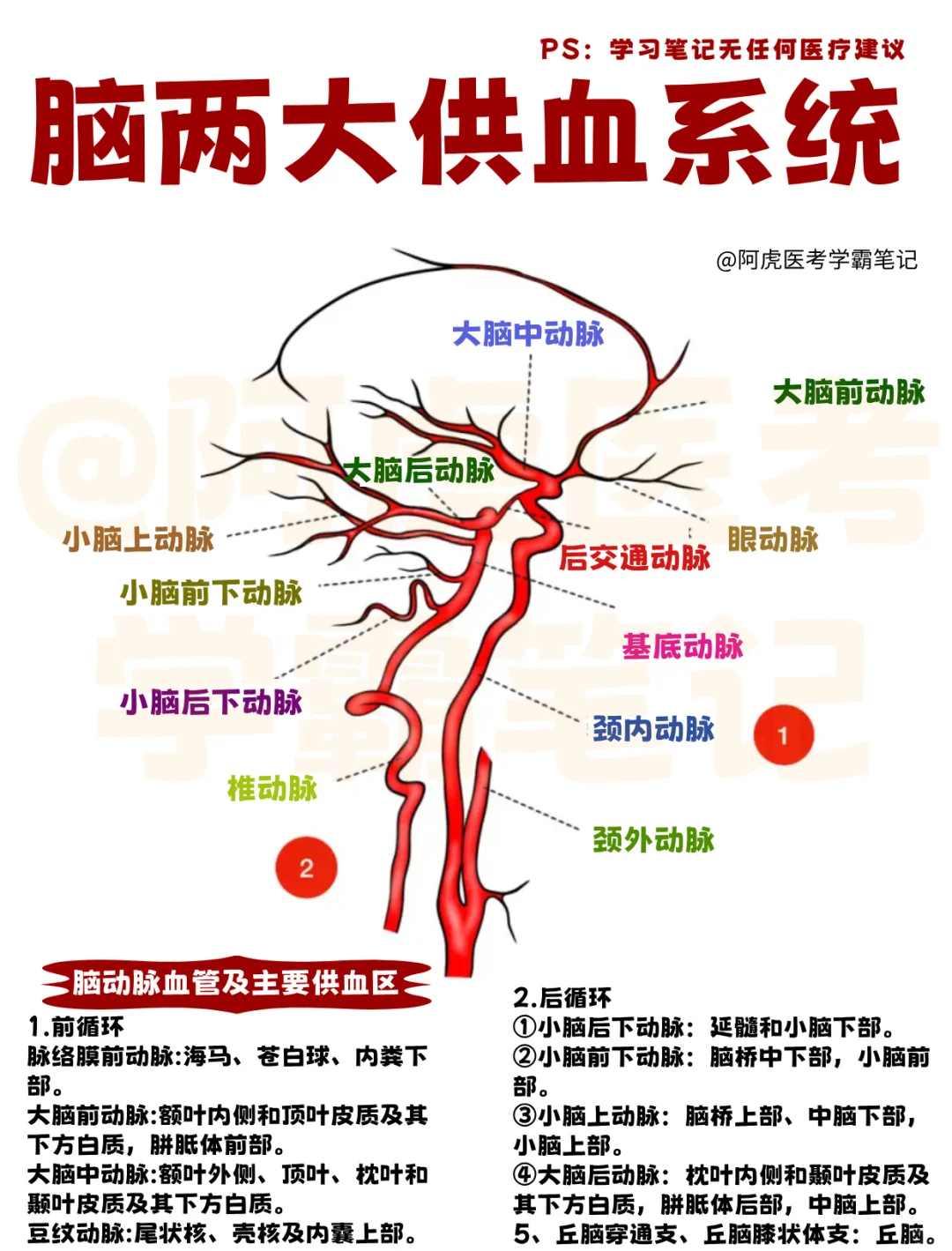医学生笔记📒｜脑两大供血系统👆