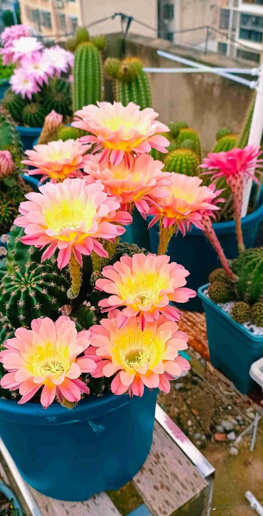 我的今日状态：💰期待暴富
我这里的天气：☀️晴天

今天是6月1日，星期一，也