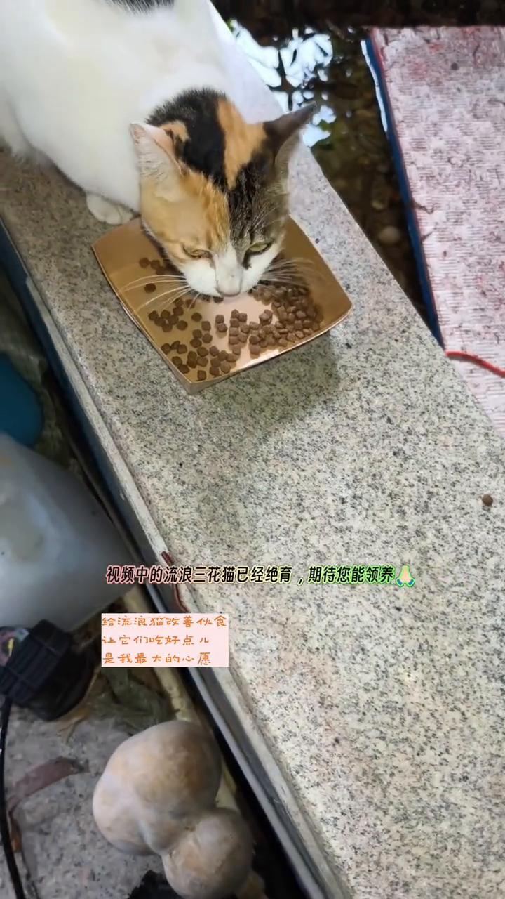您愿意给流浪猫改善伙食吗？
视频中的流浪三花猫已经绝育，期待您能领养。
给流浪猫