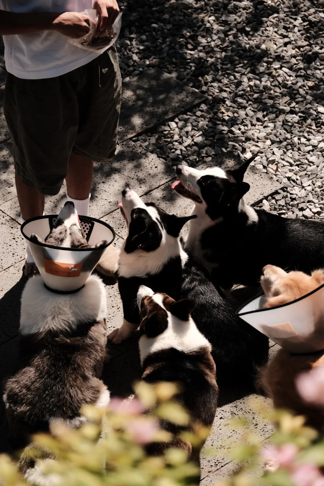 湖北人，30岁未婚5娃在深圳创业的第四年