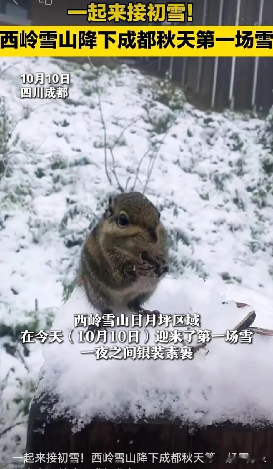 成都太搞笑了！2024的第一场雪似乎来的太早了，难道是因为刀郎开了演唱会？感觉成
