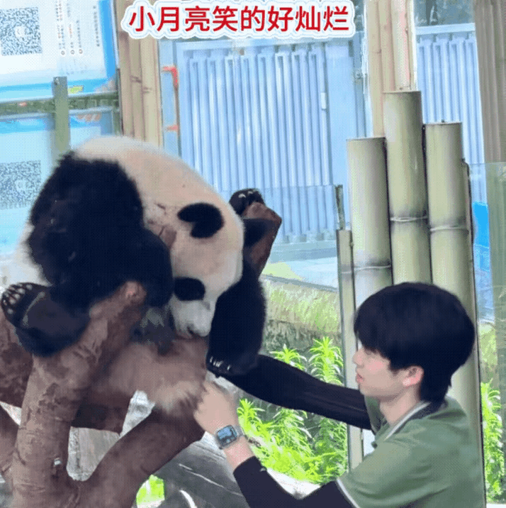 小月亮是不是和苗苗奶哥天下第一好？我总觉得苗苗奶哥和小月亮是非同类的亲兄妹。
小