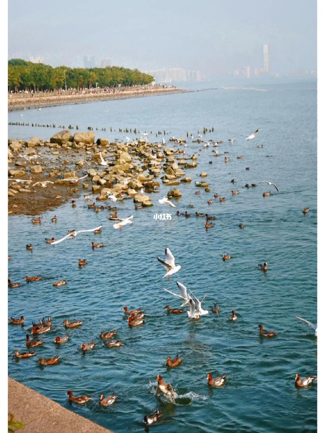 不用去大理‼️东莞周边1h就能看海鸥