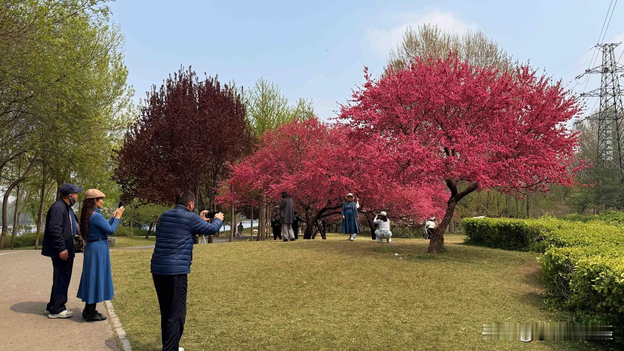 石家庄铂宫后海和国赫天玺北边的太平河公园里三棵菊花桃每年这个时候开的正艳，也是最