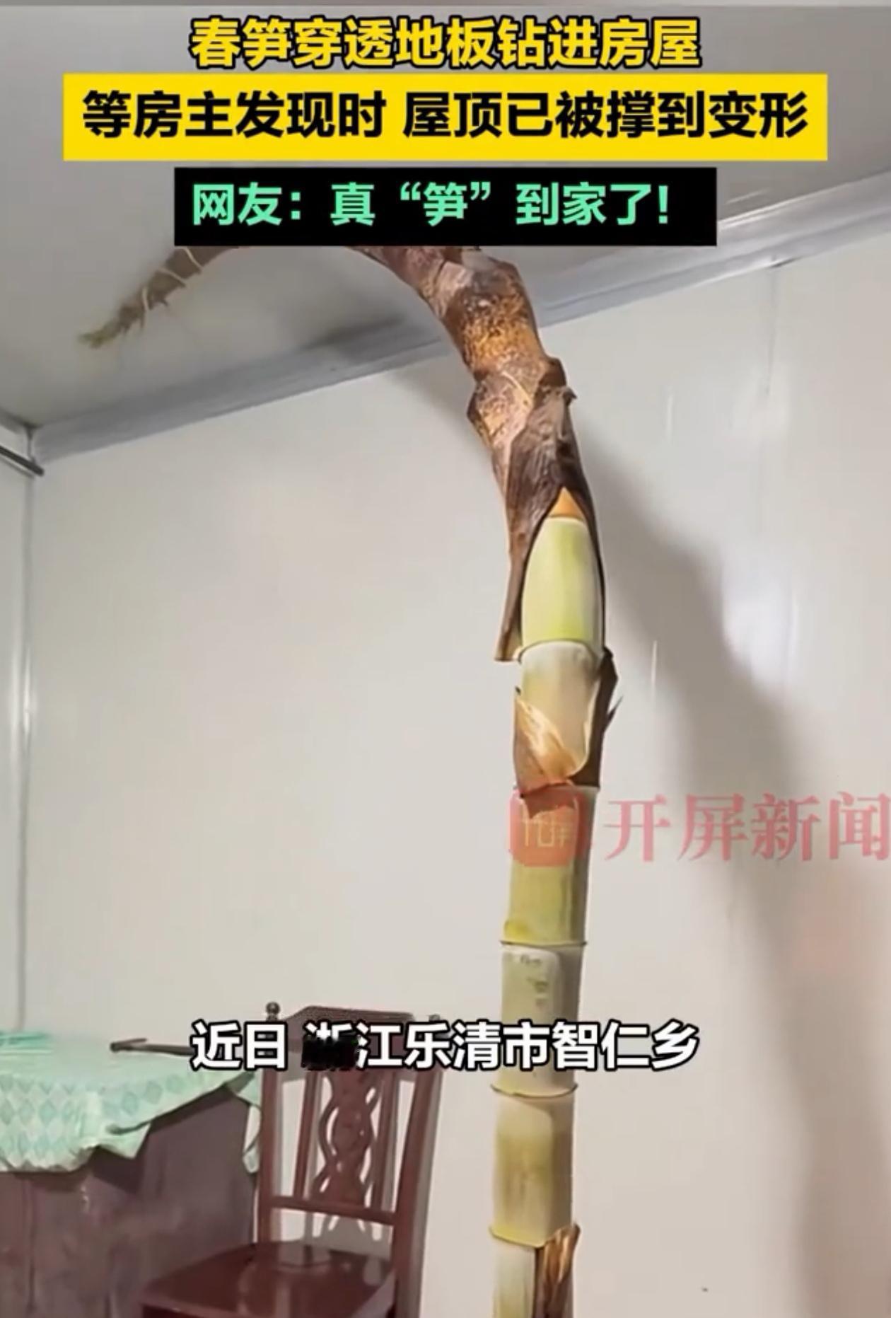 出乎意料了！浙江乐清，男子出远门，好一阵子才回家，结果推开家门一看傻眼了，地板上