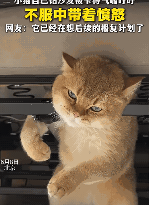 它都快窒息了 你还哈哈哈 无语 很好玩吗，看着都心疼!