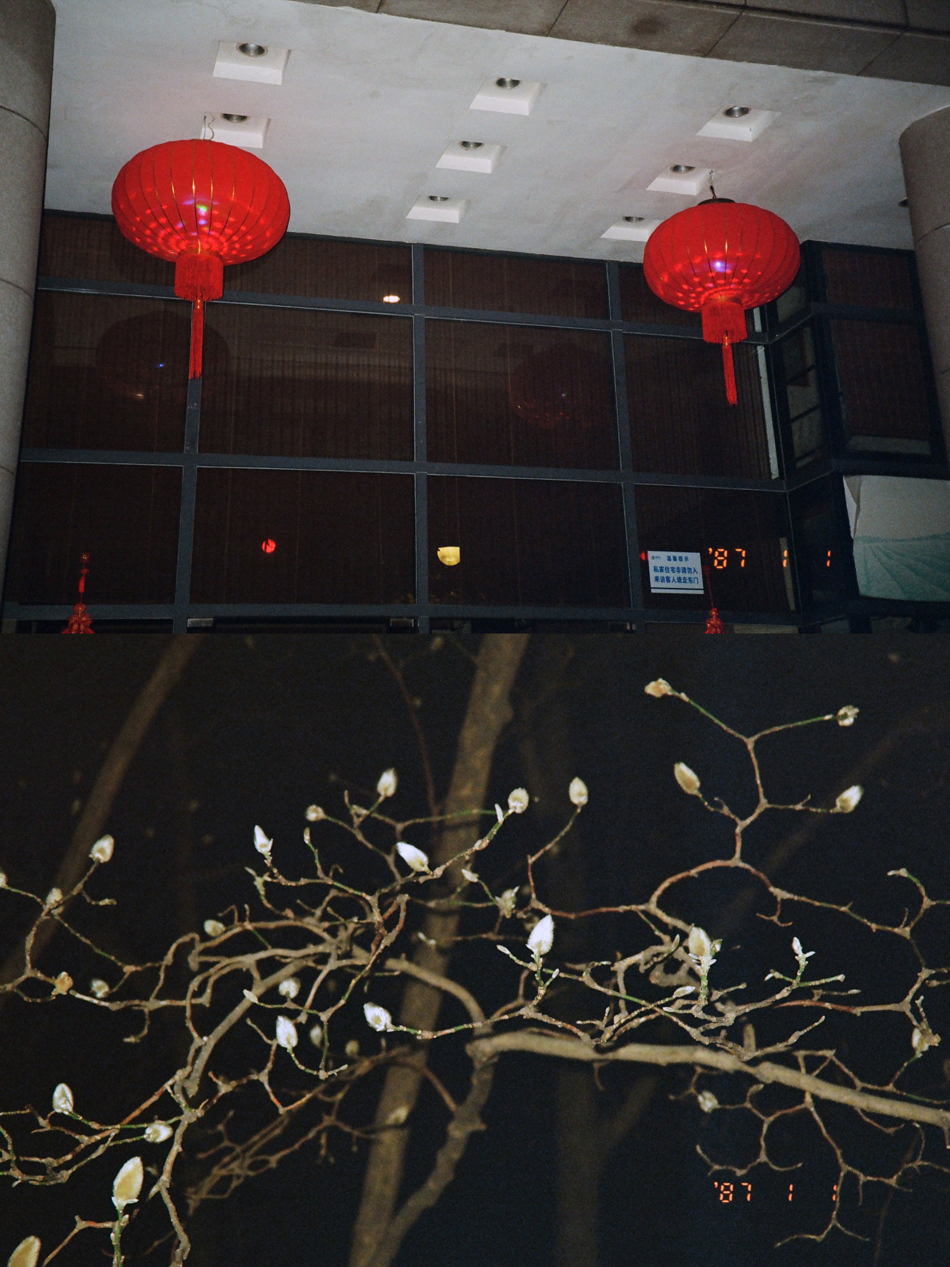 雷峰塔的壁虎也要陪我们漫步 