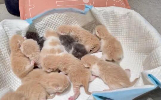 🇭🇰HK買貓💛一窩忌廉白曼基BB搵家長