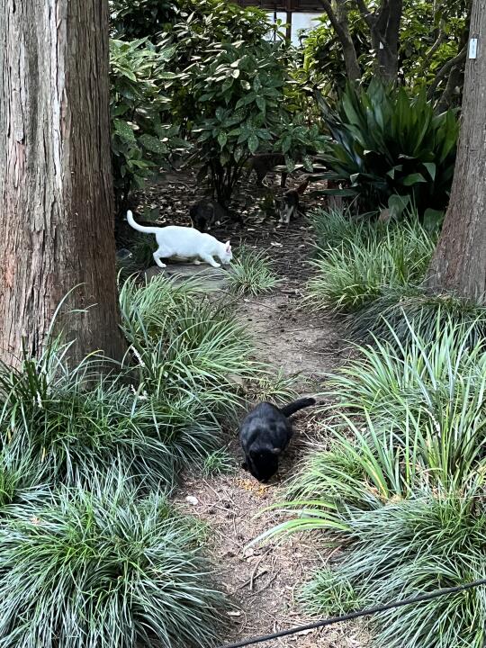 救命🆘公园的猫怎么可以这么可爱😍