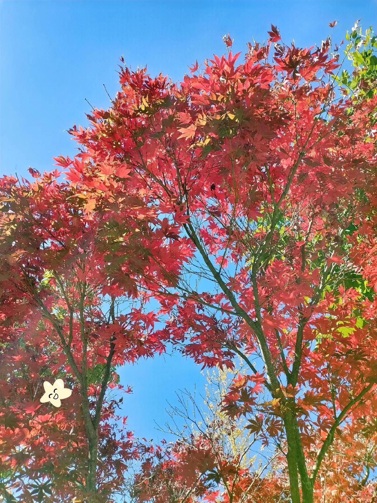 秋意渐浓，枫叶如火，美不胜收！🍁🍂🍃