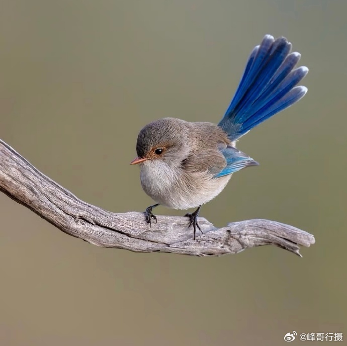 “ 一春无别事，听鸟看云生 …  ” 