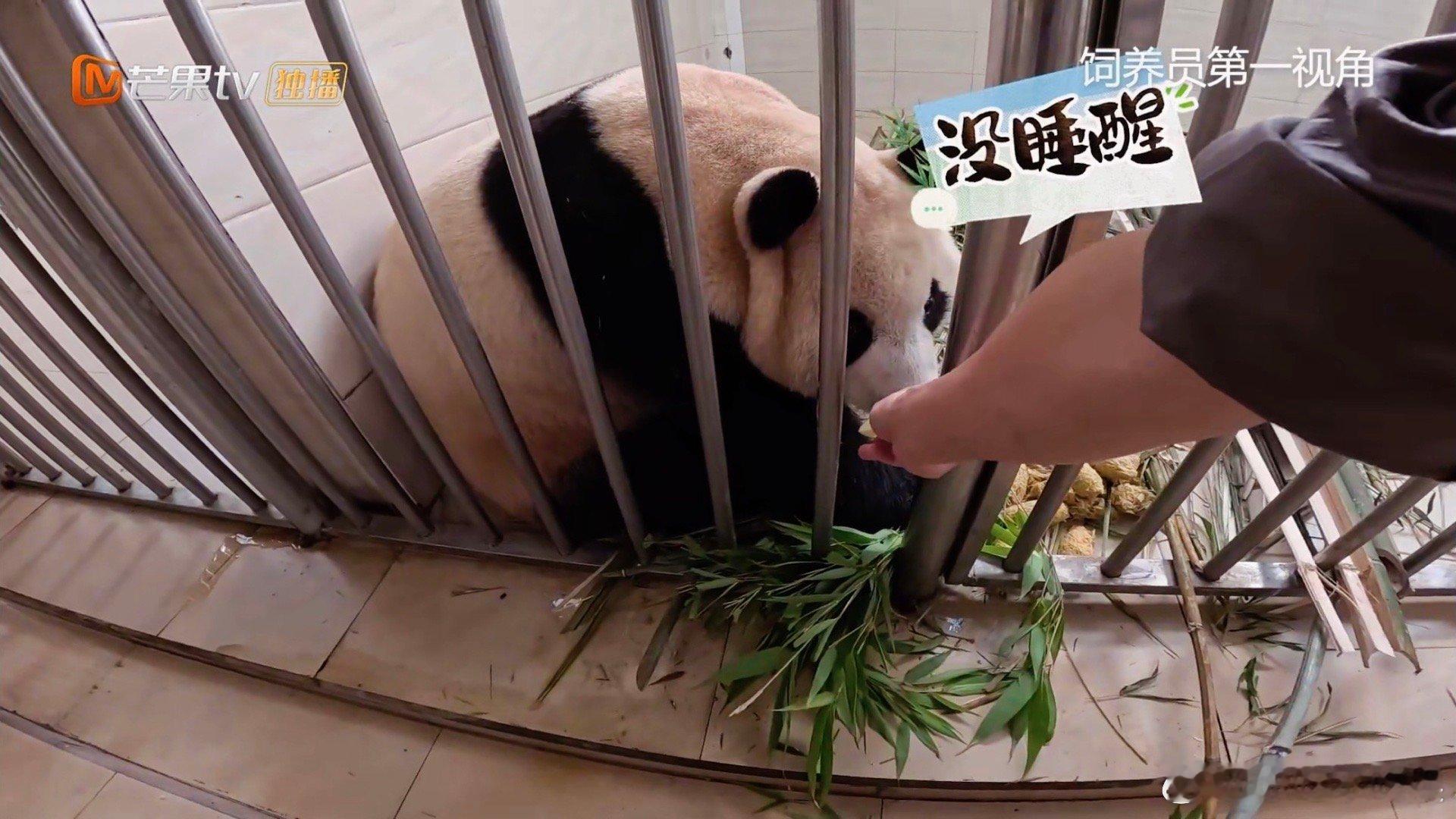 #福宝的起床气被果果治好了#相信没有人能够拒绝的了熊猫福宝！隔着屏幕都能感受到福