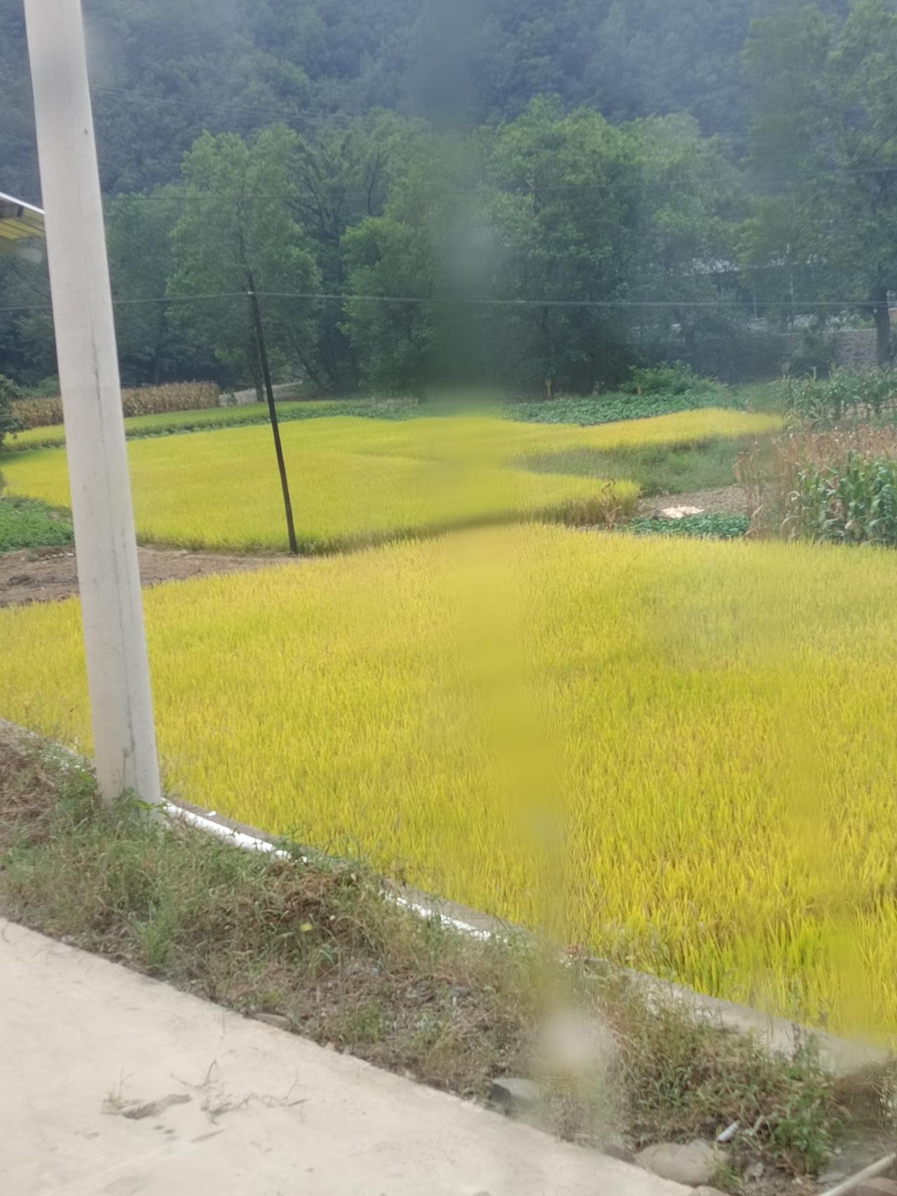 陕西汉中宁强县，绿水青山孕育宝藏，深山特产藏尽人间烟火！
 
陕西汉中市宁强县，